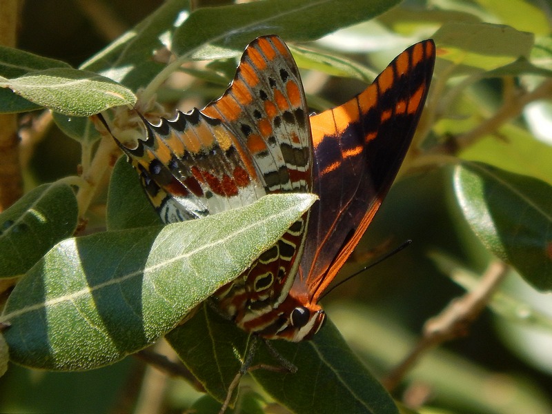 Charaxes jasius finalmente!!!!